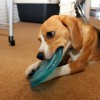 フリスビーの練習中