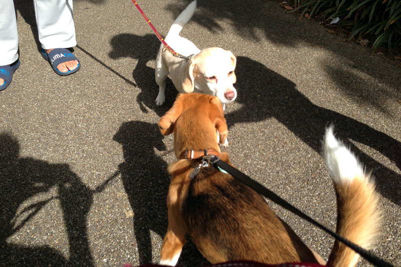 ミルキーちゃんと会いました