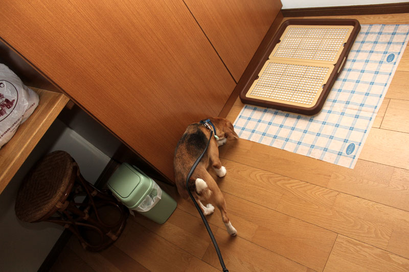 トイレはここらへんで。