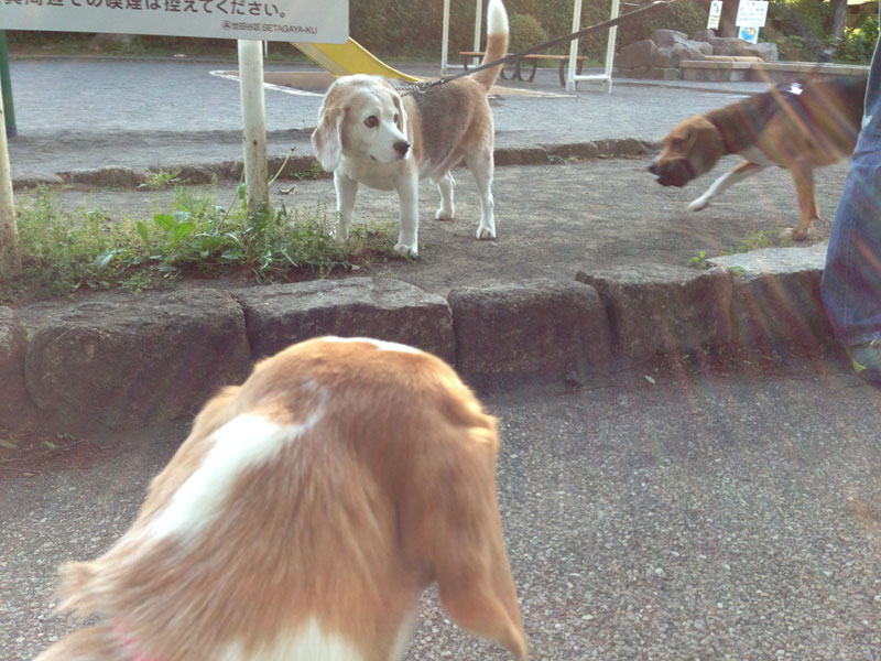 朝さんぽで懐かしい顔