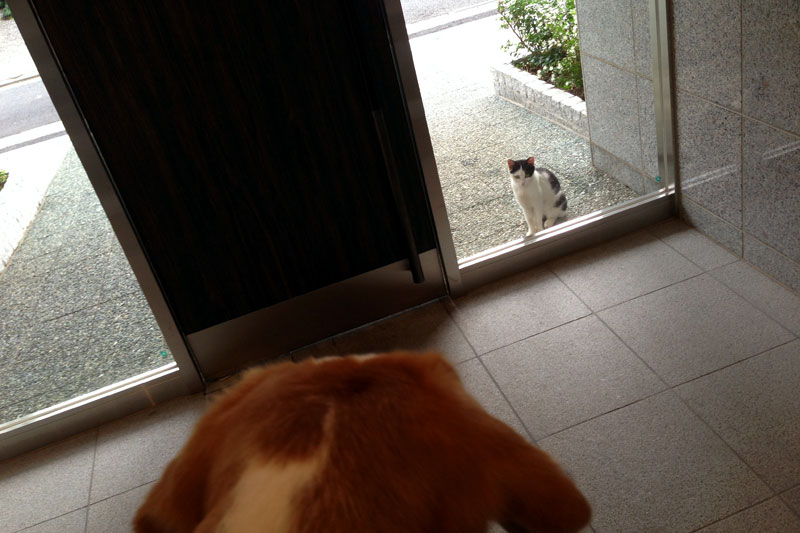 ドアの向こうに子猫が。