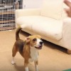 空豆のフリスビー実習