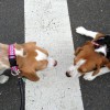西経堂のサクラちゃんvs花豆