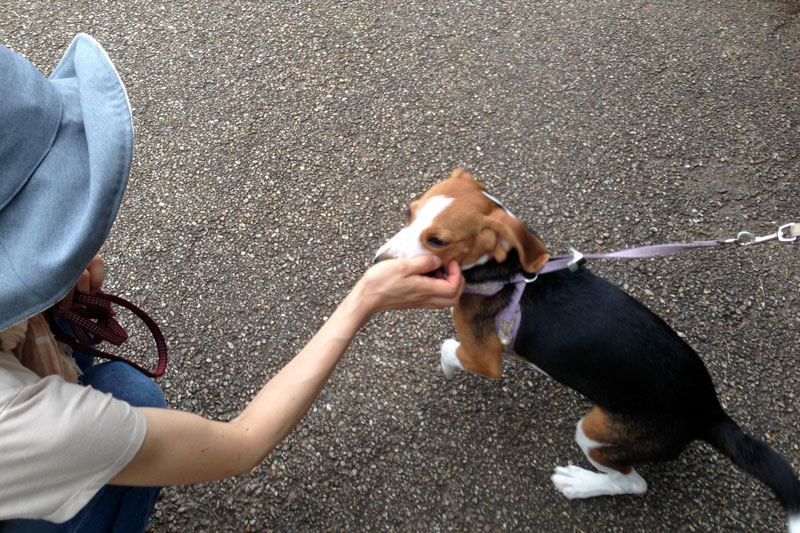サクラちゃんとせたびぃ妻