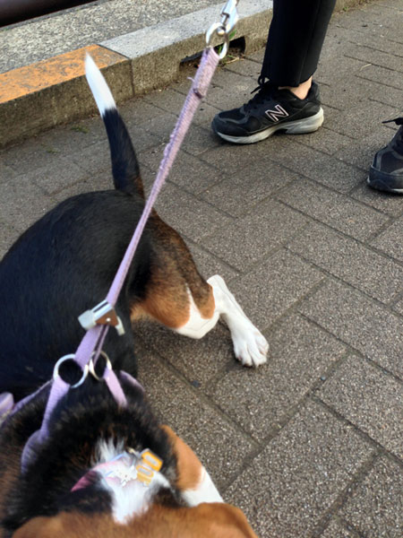さくらちゃん