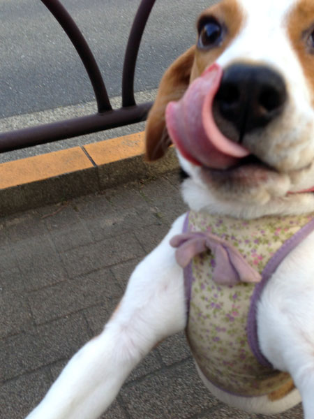 さくらちゃんってば