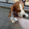 西経堂のさくらちゃんとの遭遇
