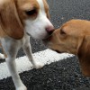 西経堂の蘭ちゃん