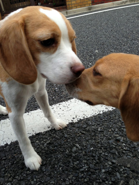 花豆とランちゃん