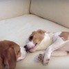 ちょっかい