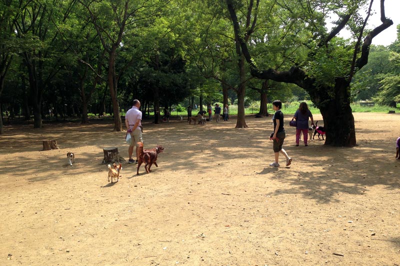 代々木公園のドッグラン