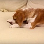 消えない氷