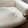 恐怖！モグラ犬vs空豆