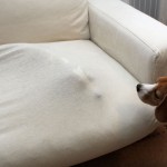 恐怖！モグラ犬vs空豆