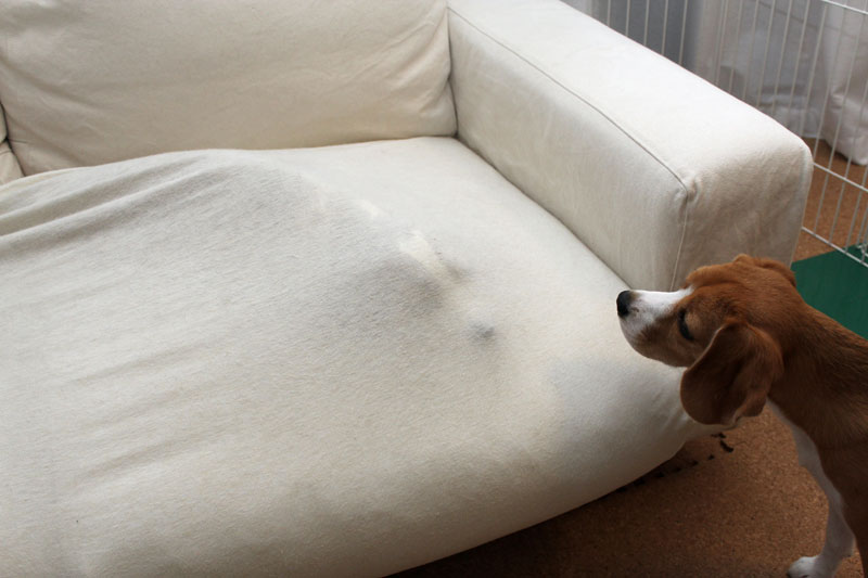 モグラ犬、出現