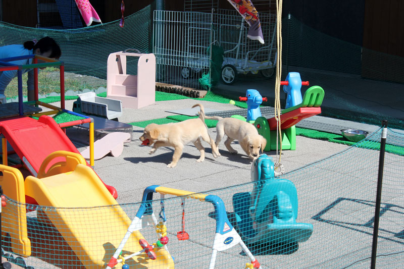 盲導犬のパピーたち