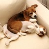 押さえ込み