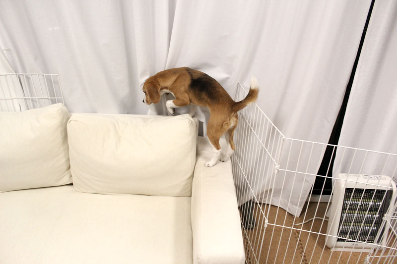 あれー？