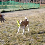 ドッグリゾートWoof（ワフ）さん2回目（5）