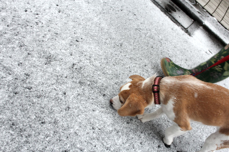 つもり始めた雪