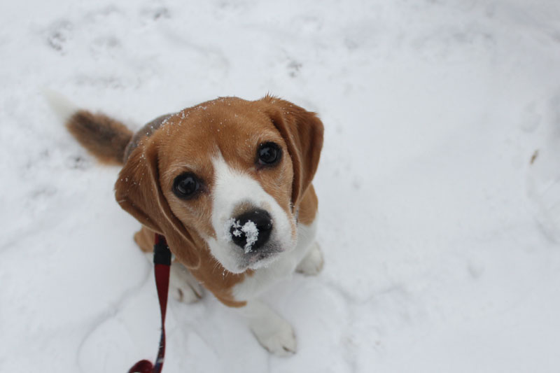 鼻の上に積もる雪