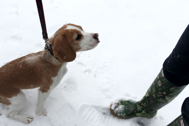 ベロで雪たべる花豆