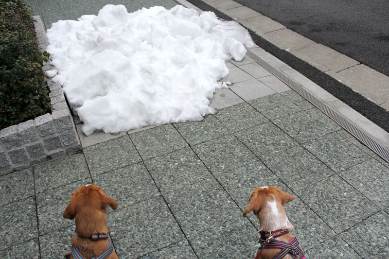 雪の散歩道