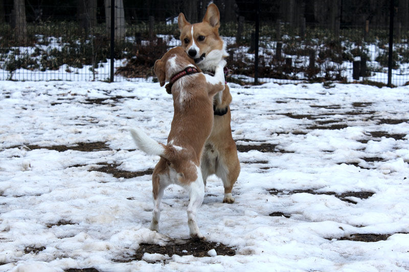 どすこーい