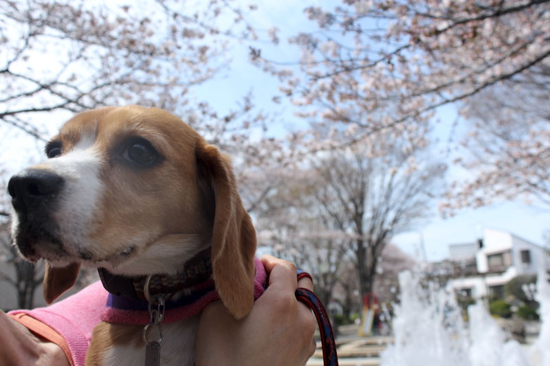 空豆と桜
