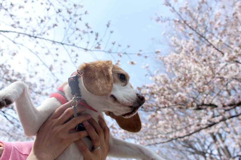 花豆と桜