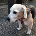 ウランちゃん久しぶり
