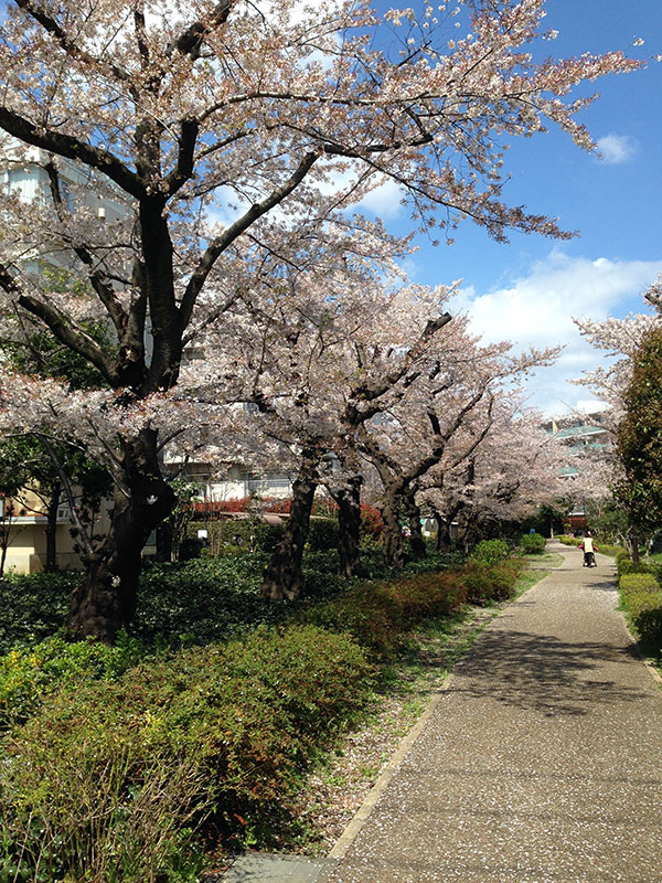散りかける桜の並木