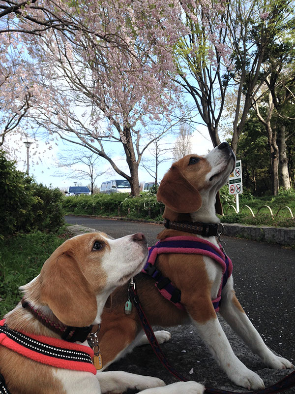 桜を見上げる空豆と花豆
