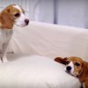 マッサージまくら