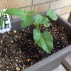 白い花豆