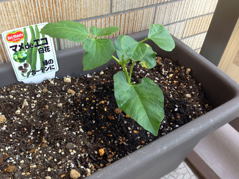豆の苗