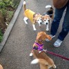 お久しぶりのキキちゃんラムちゃん