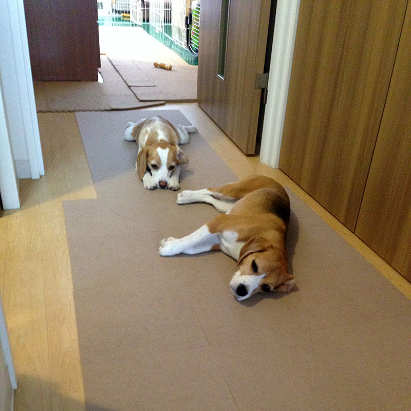 ぺたーり
