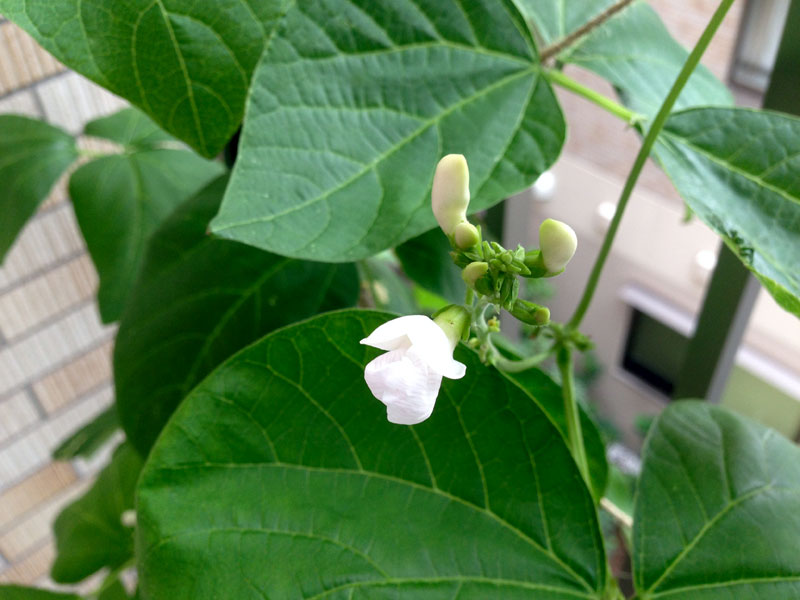 花豆の花