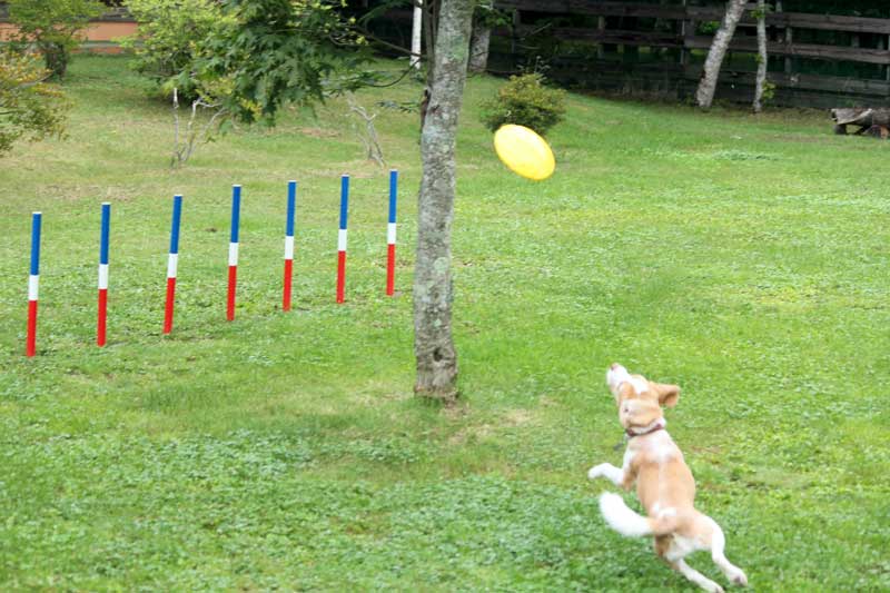 フリスビーを追いかける花豆