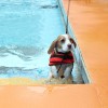 夏のドッグリゾートwoof（ワフ）その3