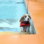 夏のドッグリゾートwoof（ワフ）その3
