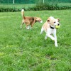 夏のドッグリゾートwoof（ワフ）その4