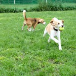 夏のドッグリゾートwoof（ワフ）その4