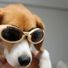犬用サングラスとかどうでしょうね？