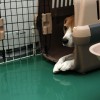 何らかの自己主張