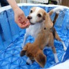子供用プールで水遊び