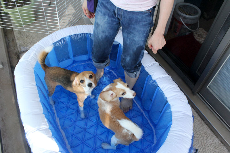 飼い主も入る