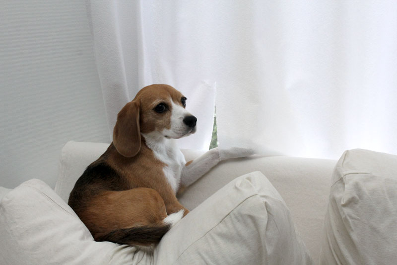 犯人は花豆なんですけどね