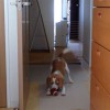 お気に入りのラグビーボール
